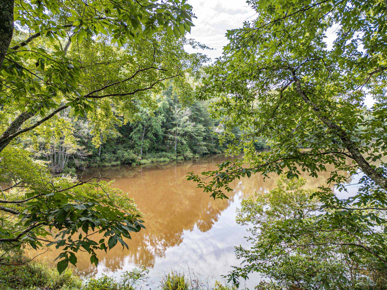 aerial photo of pond view through tree limbs